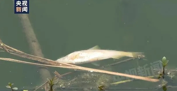 河水漂浮著大片死魚(yú)死蝦.png